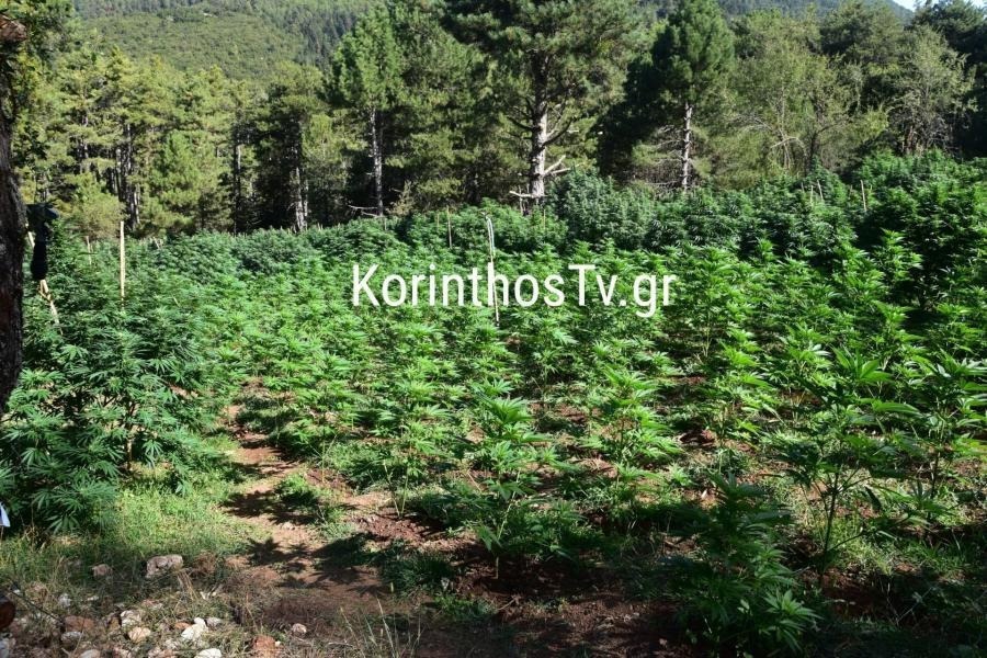 Κορινθία: Αστυνομικοί εγκλωβίστηκαν σε χασισοφυτεία σε δύσβατο σημείο