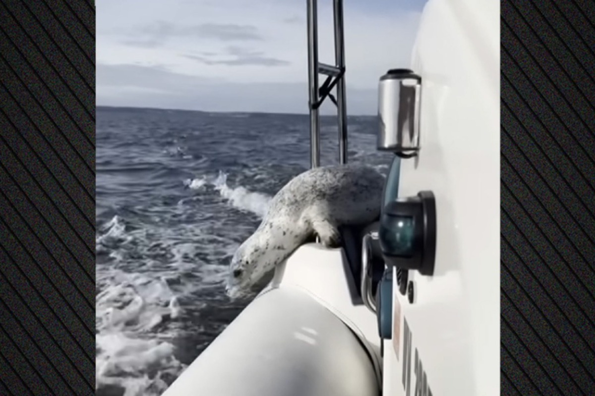 Η μεγάλη απόδραση: Φώκια ξεφεύγει από τις όρκες πηδώντας στο σκάφος φωτογράφου