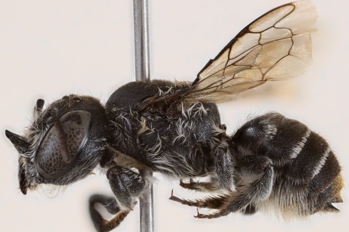 Ανακαλύφθηκε νέο είδος μέλισσας και ονομάστηκε «Λούσιφερ»