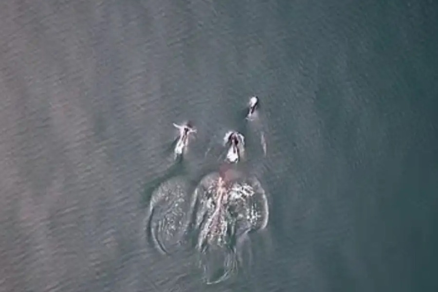 Όρκα και δελφίνια κυνηγούν παρέα σολομό και μοιράζονται το γεύμα - Βίντεο με την απρόσμενη θαλάσσια συμμαχία