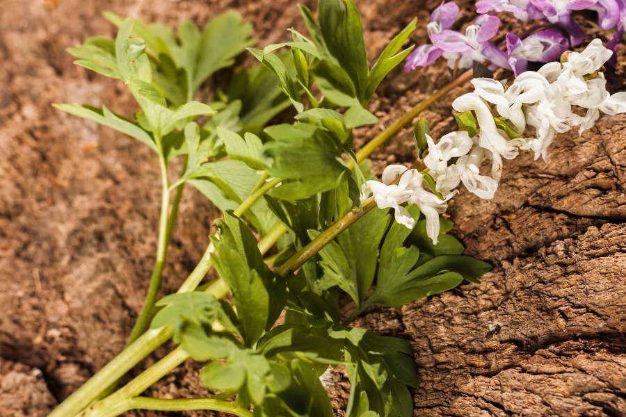 3 σπάνια βότανα της Ελλάδας που είναι θαυματουργά