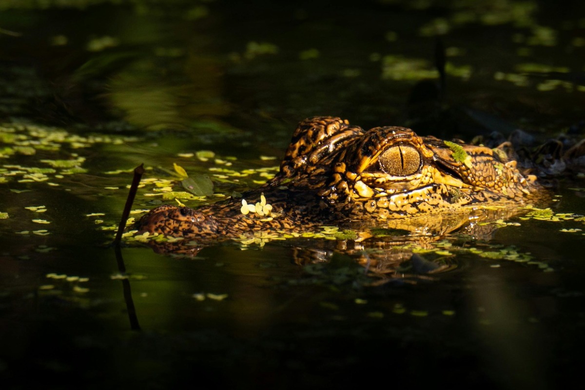 Ο Τραμπ εγκαινιάζει το «Αλκατράζ με αλιγάτορες»