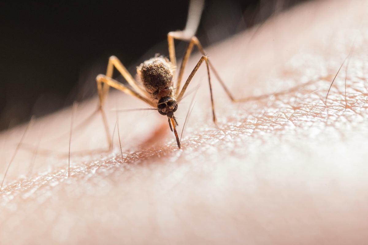 Γιατί τα τσιμπήματα των κουνουπιών φαγουρίζουν τόσο πολύ;