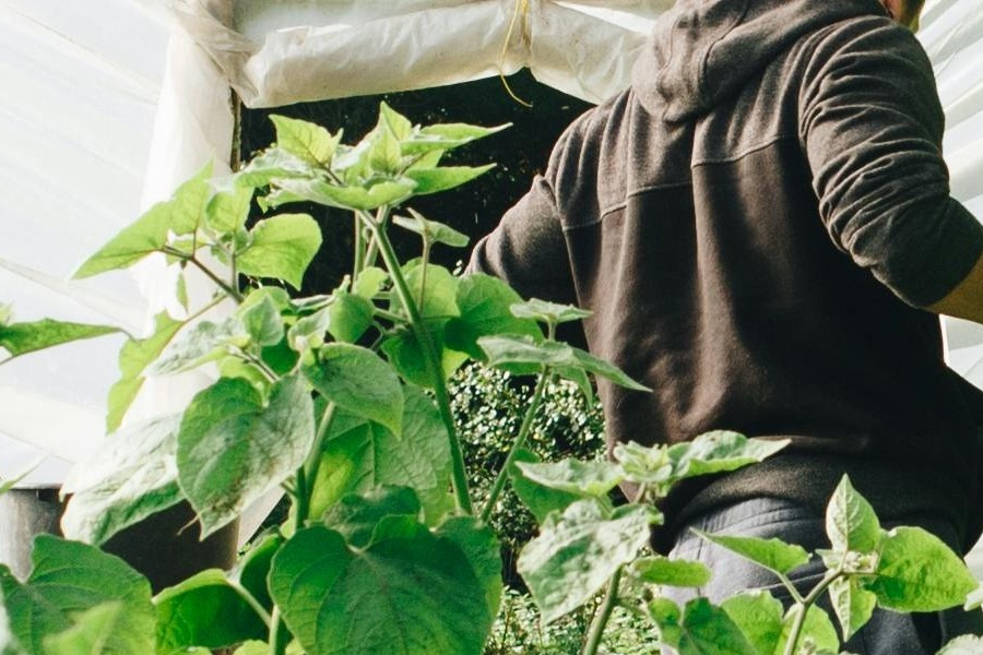 Έβαλε τέλος στη ζωή του από φιλότιμο 55χρονος στην Αγριά‑ Η τραγωδία σε θερμοκήπιο