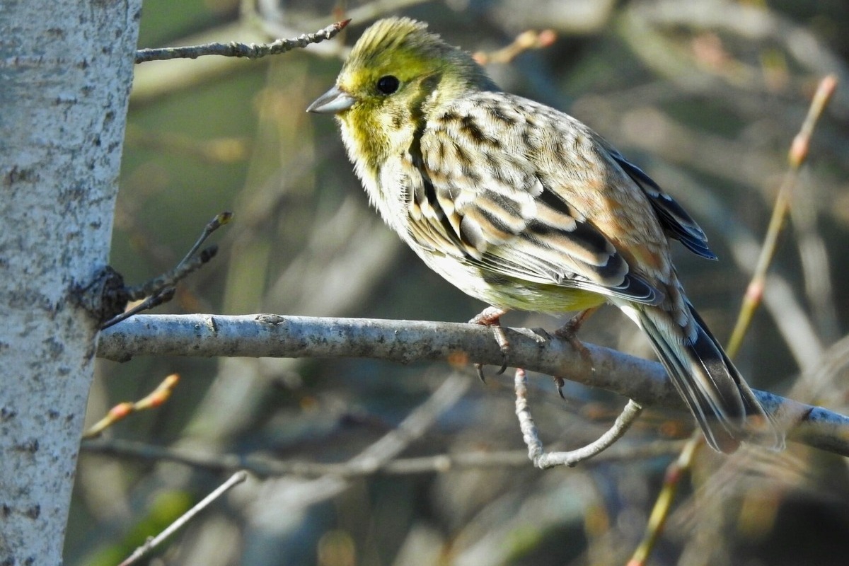 Κατασχέθηκαν 292 πτηνά στο παζάρι του Σχιστού για παράνομο εμπόριο ειδών μετά από έρευνα του WWF