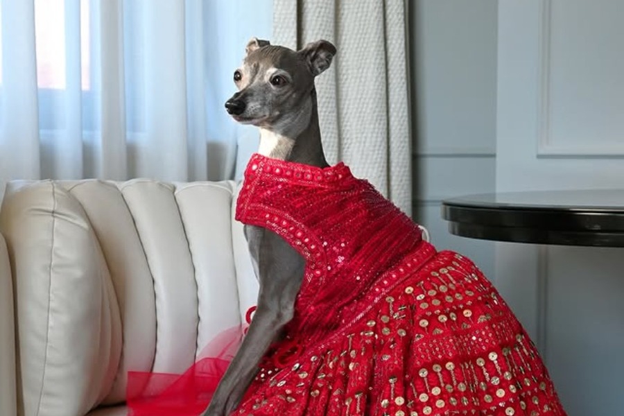 Πέθανε η διάσημη σκυλίτσα Tika the Iggy