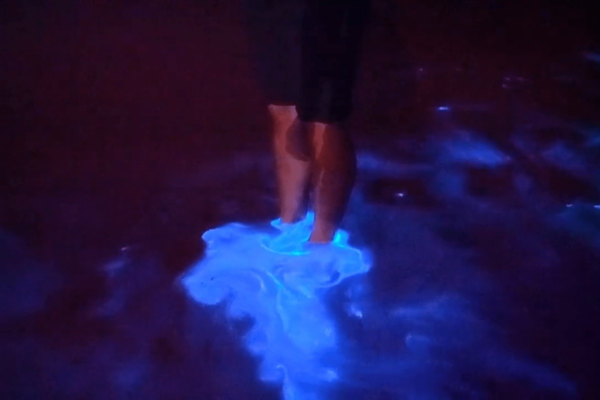 Νέα Ζηλανδία: Το φαινόμενο της βιοφωταύγειας «φώτισε» τα νερά του Όκλαντ