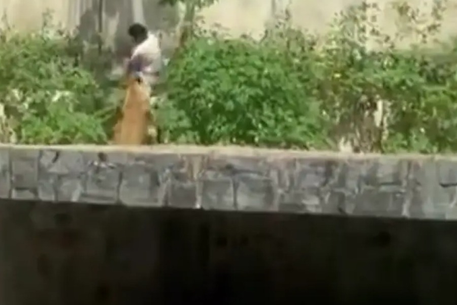 Τραγικός θάνατος για 19χρονο στη Βραζιλία: Μπήκε σε κλουβί ζωολογικού κήπου με λιοντάρια και τον κατασπάραξαν - Δείτε βίντεο