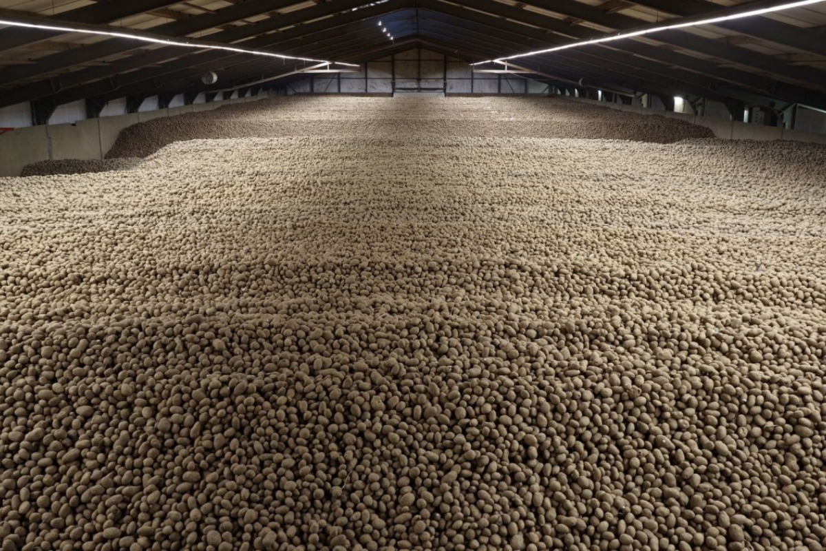 Η πόλη που γέμισε πατάτες: Το απίθανο ρεκόρ που έφερε δωρεάν διανομή - Πατάτες για όλους: Το αγροτικό ρεκόρ που έκανε την ευρωπαϊκή πόλη ένα απέραντο πανέρι