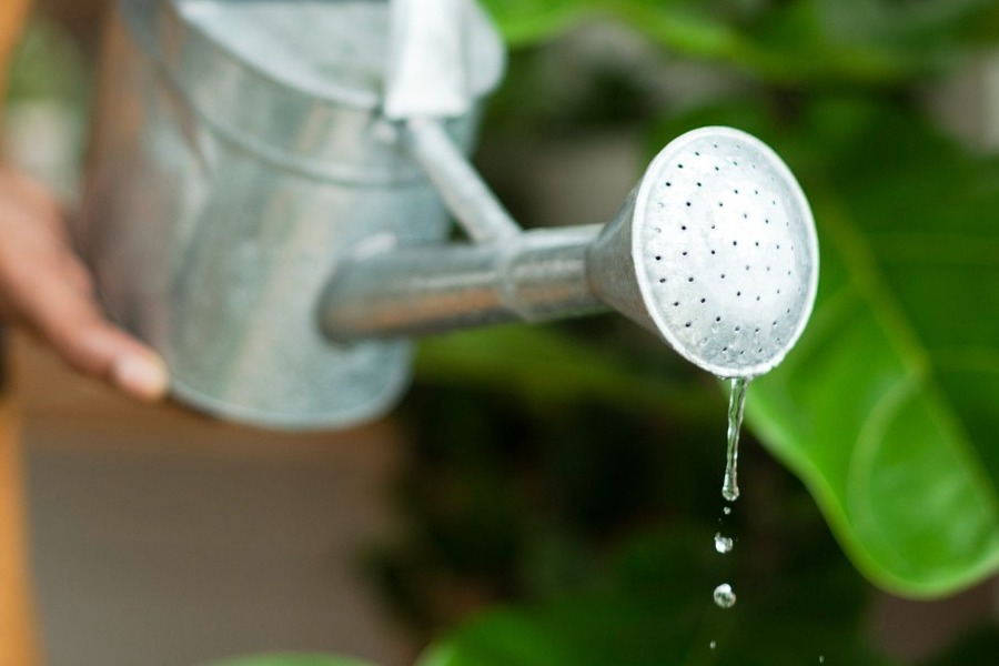 Το απίθανο σύστημα ενός 14χρονου που ποτίζει δέντρα χωρίς νερό