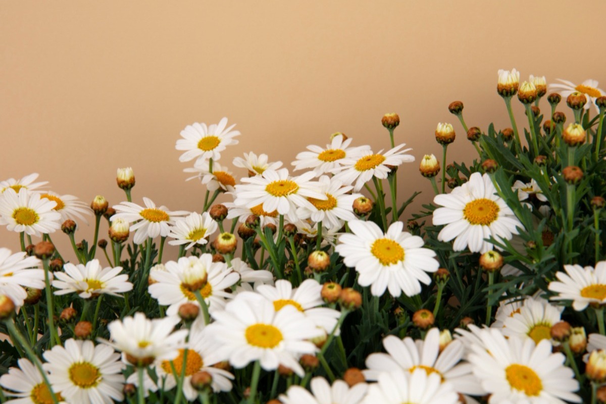 Τα ζώδια σήμερα 18/4: Η μέρα σε φέρνει μπροστά σε μια απόφαση