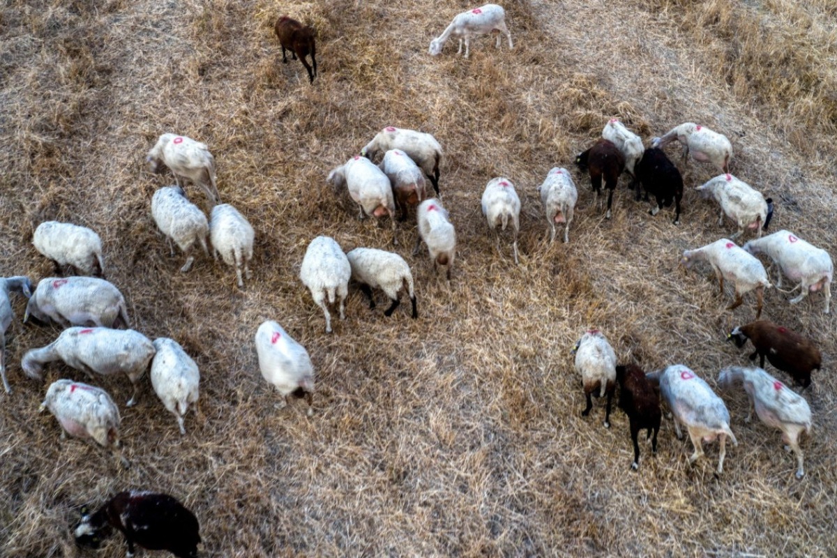 Κρήτη: Βίντεο ντοκουμέντα από την επίθεση στον κτηνοτρόφο που του έκοψαν τη γλώσσα - Ο κτηνοτρόφος, αιμόφυρτος και σε άθλια κατάσταση, κατάφερε να λυθεί και να ειδοποιήσει τον γιο του