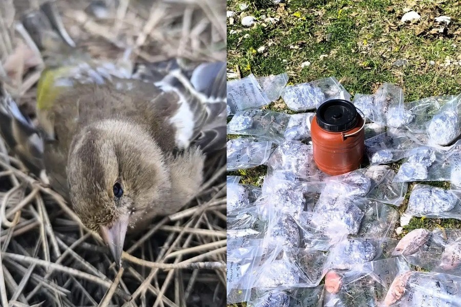 Περιβαλλοντικό έγκλημα στη Βόρεια Πίνδο – Νεκρά ζώα και παγίδες θανάτου παντού
