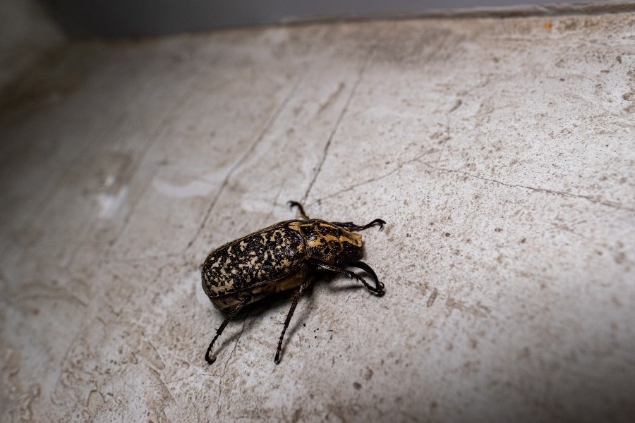 Το απλό πράγμα που φοβούνται οι κοριοί και το ανακάλυψαν τυχαία οι επιστήμονες