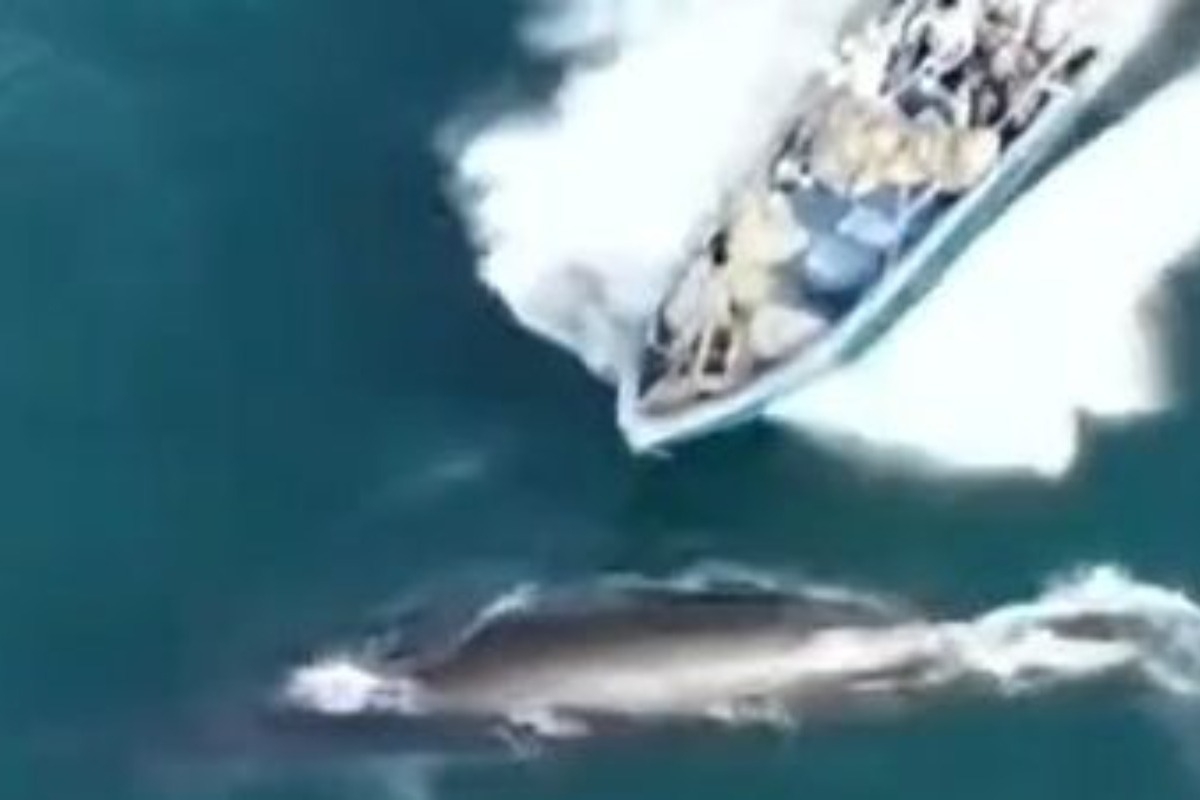 Η στιγμή που κινεζικό αλιευτικό χτυπά φάλαινα ‑ Πλάνα από drone