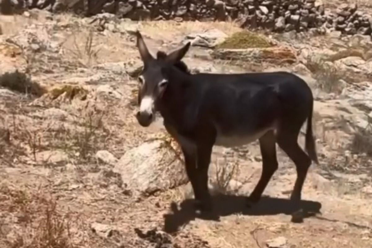 Γαϊδουράκι βρέθηκε δεμένο σε οικόπεδο στη Μύκονο – Δείτε το βίντεο