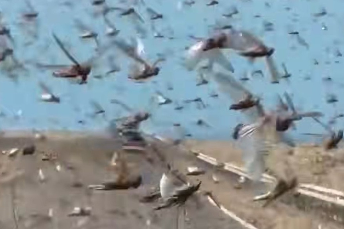 «Πνίγηκε» στις ακρίδες η Σαχάρα – Το φαινόμενο που απειλεί καλλιέργειες και κτηνοτροφία