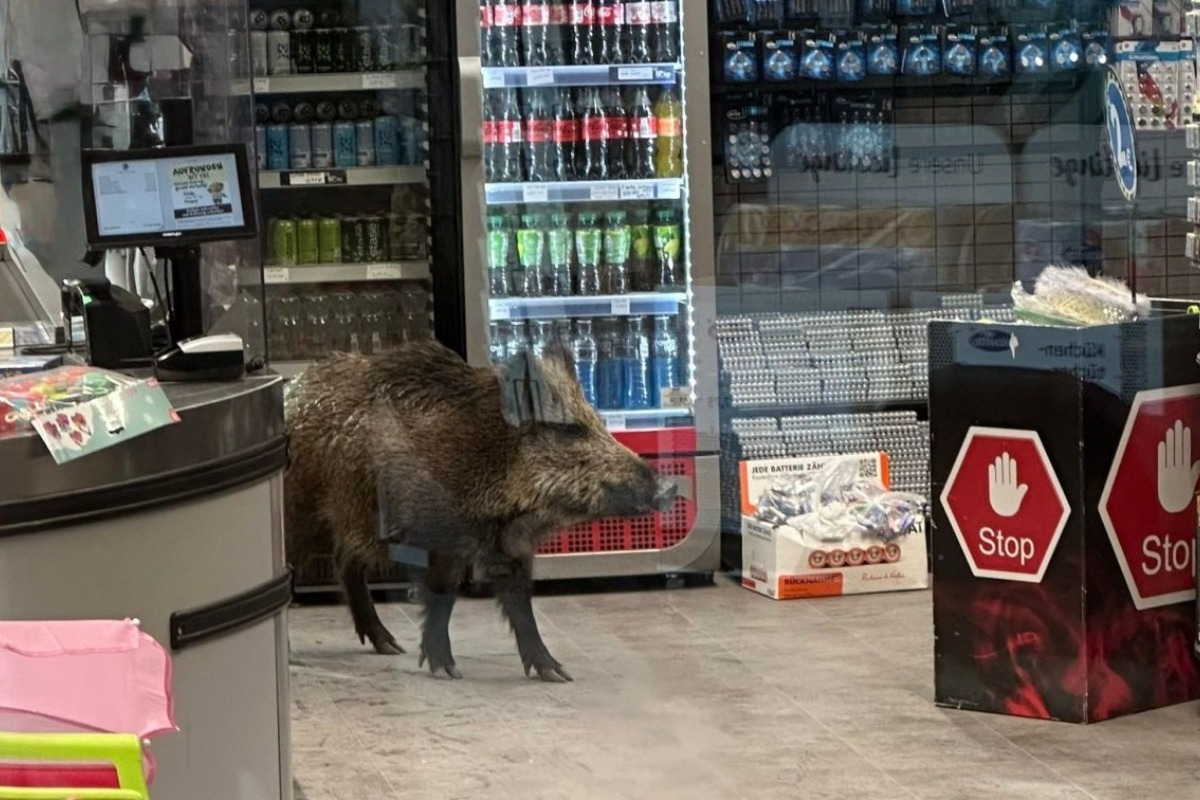 Βερολίνο: Αγριογούρουνο έκανε... βόλτα σε εμπορικό κέντρο - Το έδιωξαν αστυνομικοί με ασπίδες - Σύμφωνα με ανακοίνωση της γερμανικής αστυνομίας, το αγριογούρουνο μπήκε στο εμπορικό κέντρο από τις συρόμενες γυάλινες πόρτες και άρχισε να περιφέρετα