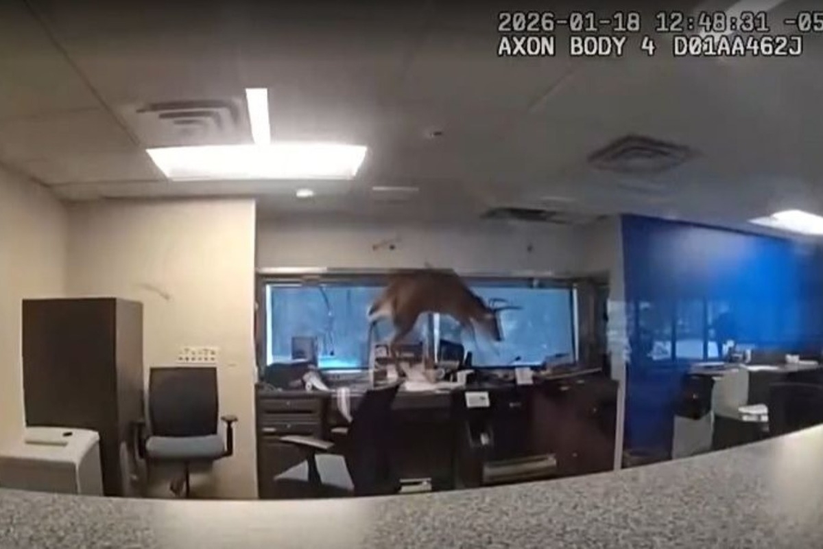 Ελάφι «εισέβαλε» σε τράπεζα από το... παράθυρο