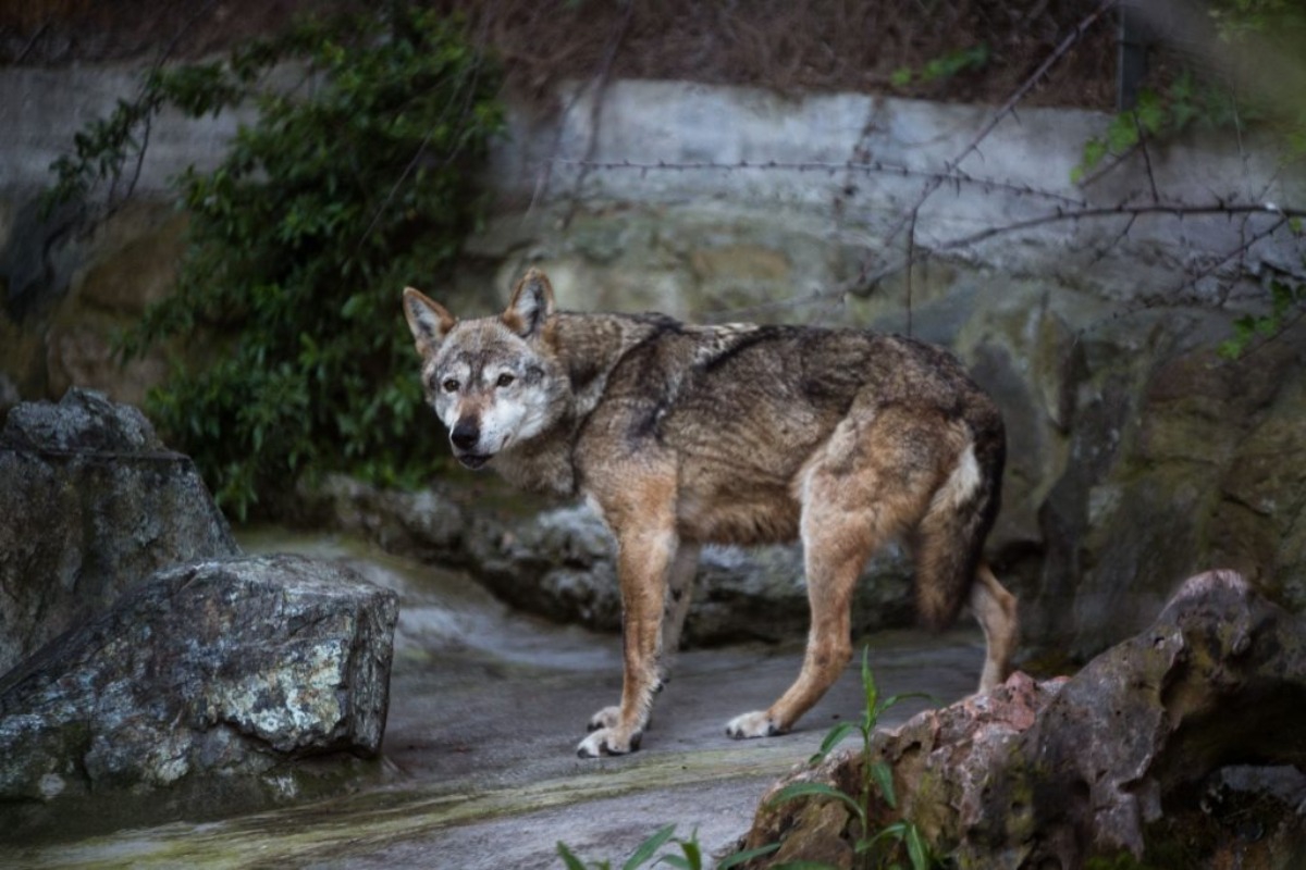 Τατόι: «Με δάγκωσε και μου έσκισε τα ρούχα» – Η συγκλονιστική περιγραφή άνδρα που δέχτηκε επίθεση από λύκο