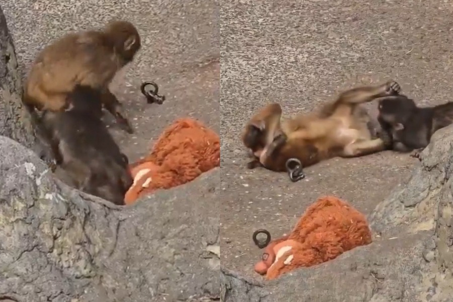 Ο Punch που έγινε viral βρήκε την αγάπη ‑ Βίντεο με φιλιά και αγκαλιές με θηλυκό πιθηκάκι