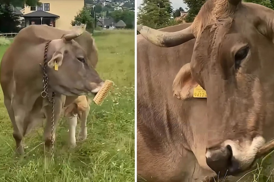 Αγελάδα στην Αυστρία πήρε ένα σκουπόξυλο για να ξυστεί: «Το πρώτο καταγεγραμμένο περιστατικό χρήσης εργαλείου από βοοειδές»