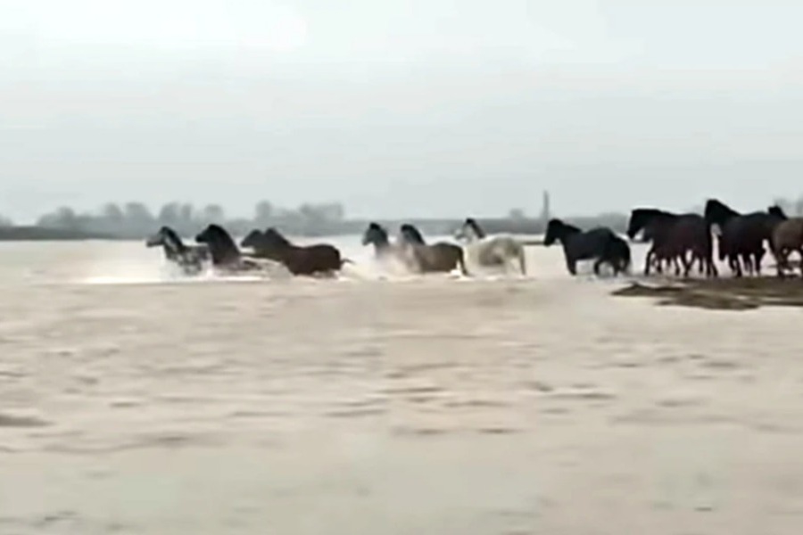 Εντυπωσιακές εικόνες άγριας φύσης στο Δέλτα του Έβρου με άλογα να διασχίζουν τον ποταμό - Δυναμική συνύπαρξη νερού και άγριας πανίδας σε ένα από τα σημαντικότερα φυσικά τοπία της Ελλάδας