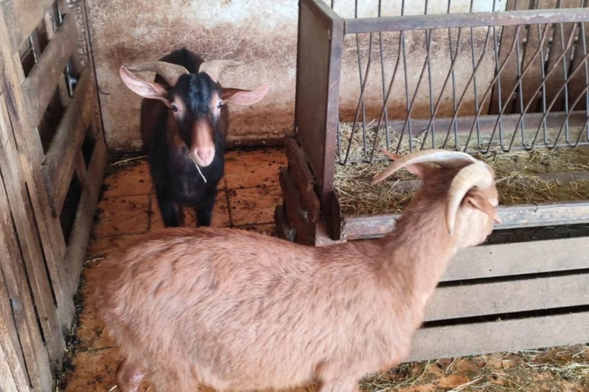 Τι λέει ο CEO με το μαντρί στην ταράτσα στους Αμπελόκηπους ‑«Υπήρχε και κλιματισμός για το καλοκαίρι!»