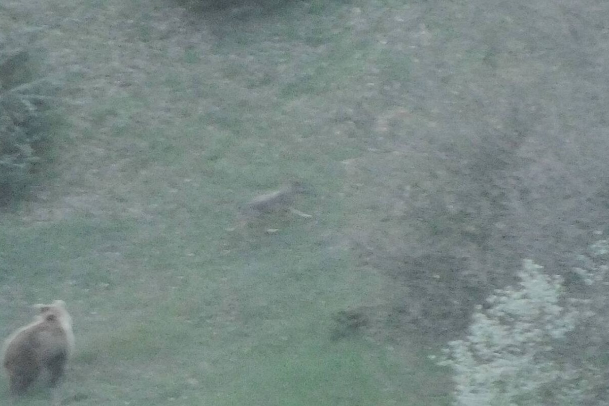 Η κάμερα «έπιασε» μία καταδίωξη αγρίων, αρκούδα τσαμπουκαλεύτηκε σε λύκο για να προστατεύσει το μικρό της