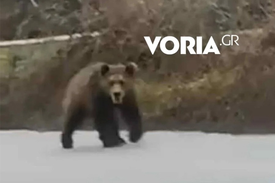 Αρκούδα κάνει βόλτες σε δρόμους της Αναρράχης στην Κοζάνη, - Η αρκούδα δεν φαίνεται να είναι επιθετική και απλά παρατηρούσε τι συμβαίνει γύρω της. Λίγο αργότερα βγήκε εκτός δρόμου και συνέχισε την πορεία της