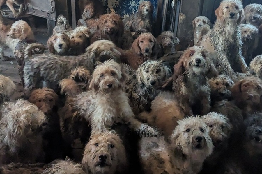 Δεν είναι AI: Η εικόνα με τα 250 σκυλιά σε ένα σπίτι που πάγωσε το ίντερνετ