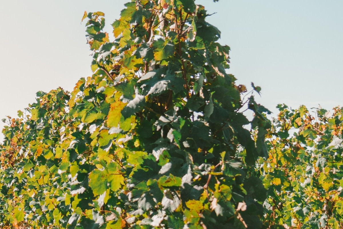 Κρήτη: Φρικτό θάνατο βρήκε άνδρας που παγιδεύτηκε σε φρέζα ενώ εκτελούσε εργασίες στο αμπέλι του