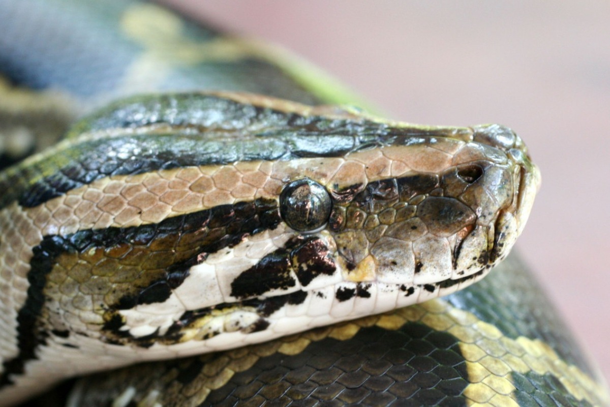Μόριο αίματος από πύθωνες γίνεται φάρμακο απώλειας βάρους χωρίς τις παρενέργειες των GLP-1 - Έρευνα υποδηλώνει ότι ένας μεταβολίτης στο αίμα του πύθωνα επηρεάζει τον μεταβολισμό και τη ρύθμιση του βάρους του.
