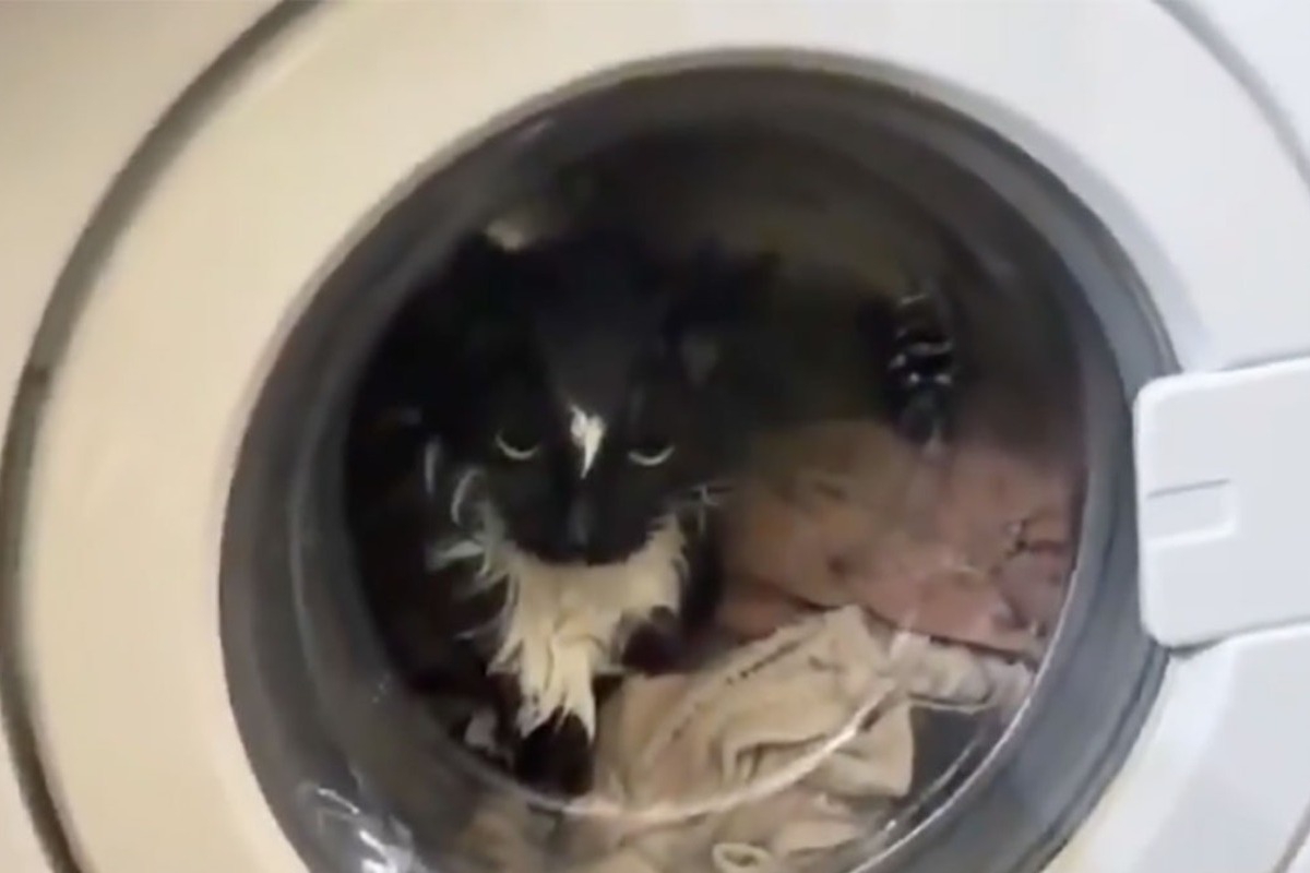 Έβαλε κατά λάθος τη γάτα στο πλυντήριο – Η επιχείρηση διάσωσης