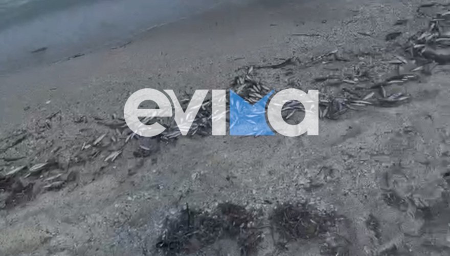Χιλιάδες νεκρά ψάρια ξεβράστηκαν σε παραλία της Εύβοιας, δείτε βίντεο και φωτογραφίες