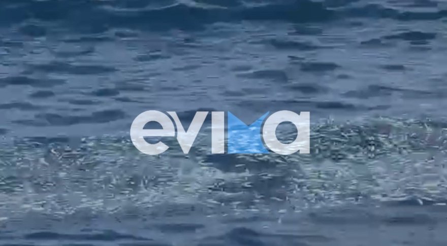 Χιλιάδες νεκρά ψάρια ξεβράστηκαν σε παραλία της Εύβοιας, δείτε βίντεο και φωτογραφίες