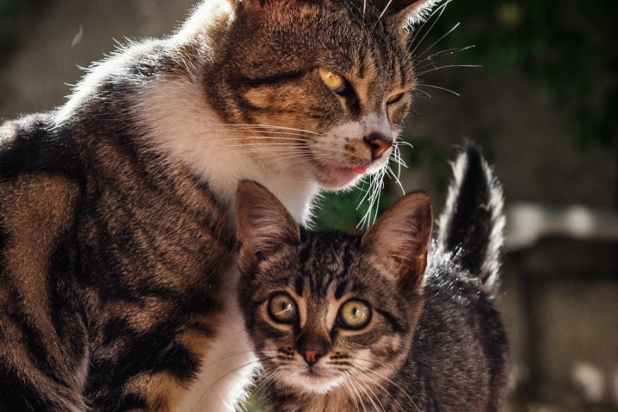 Το νησί των Κυκλάδων που προσφέρει δωρεάν διαμονή για φροντίδα αδέσποτων γατών: Απίστευτη η ζήτηση
