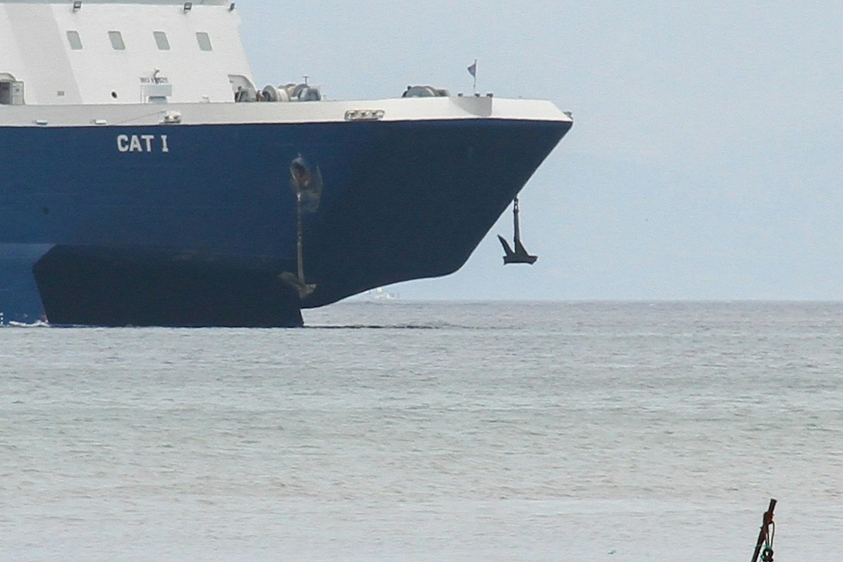 Αφθώδης πυρετός: Στη Μυτιλήνη 10 κτηνίατροι για επιτήρηση της νόσου – Τι αποφασίστηκε στη σύσκεψη - Η σύσκεψη πραγματοποιήθηκε έπειτα από πρωτοβουλία του υπουργού Μαργαρίτη Σχοινά