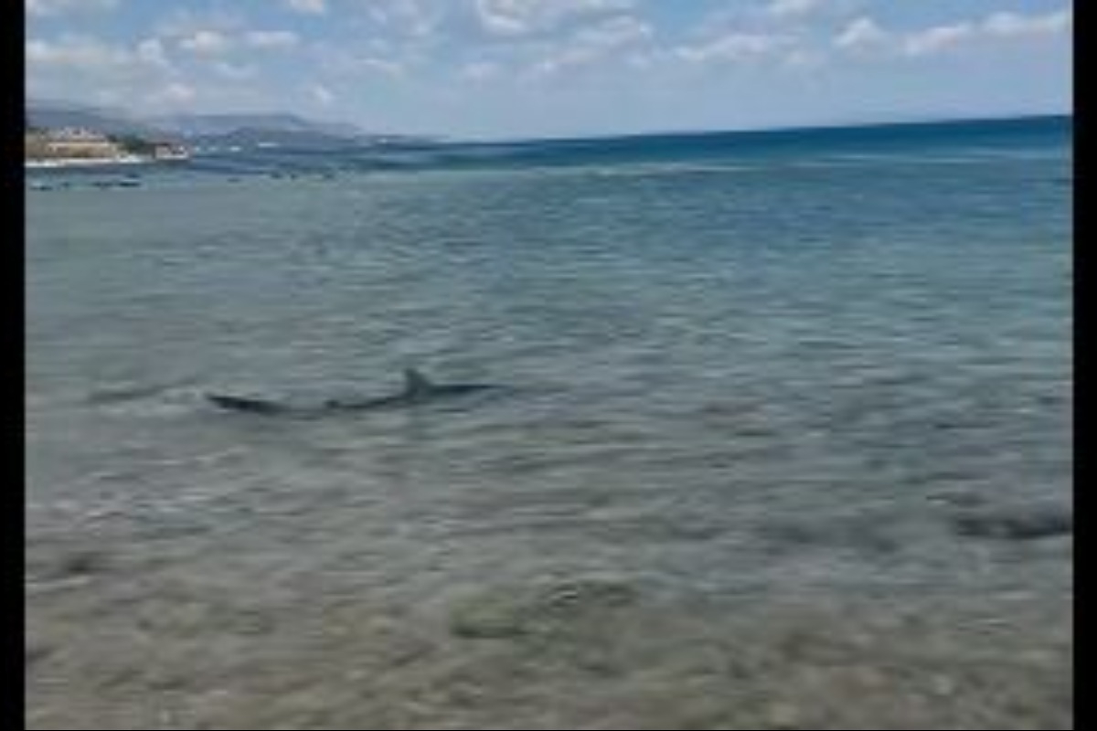 Κορινθία: Kαρχαρίας εμφανίστηκε στις Κεχριές ‑ Δείτε το βίντεο