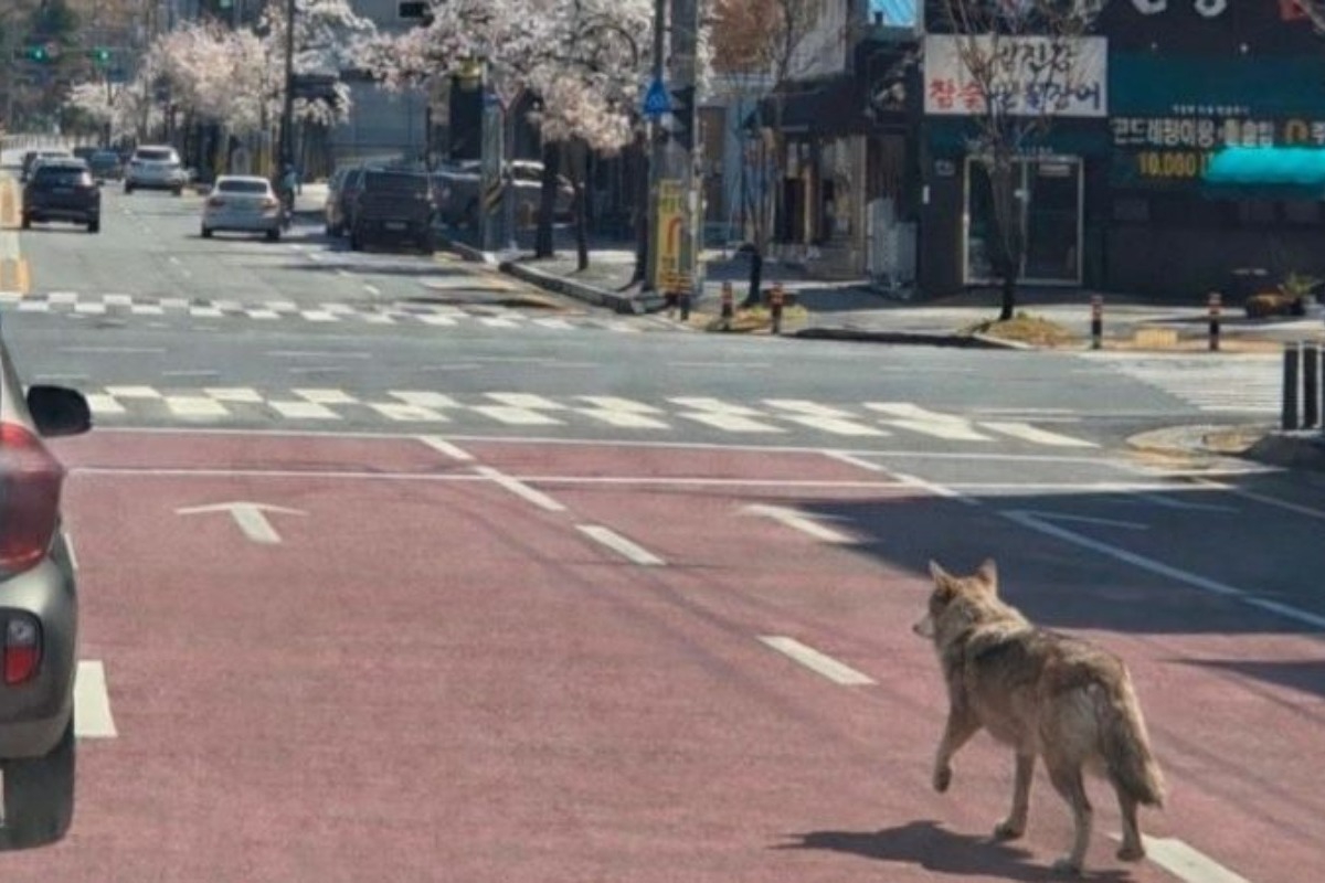 Ανω κάτω πόλη 1,5 εκατ. κατοίκων για τον «δραπέτη» λύκο - Έκλεισε σχολείο για ασφάλεια - Έως το πρωί της Πέμπτης παρά την εκτεταμένη επιχείρηση παρέμενε ασύλληπτος