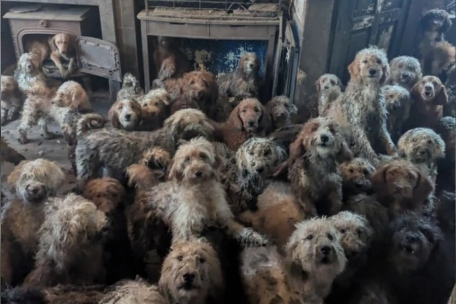 Βρετανία: Η σοκαριστική ανακάλυψη 250 σκύλων που ζούσαν σε άθλιες συνθήκες - Οι διασώστες κλήθηκαν από τους ιδιοκτήτες, οι οποίοι δεν υπέφεραν άλλο την κατάσταση