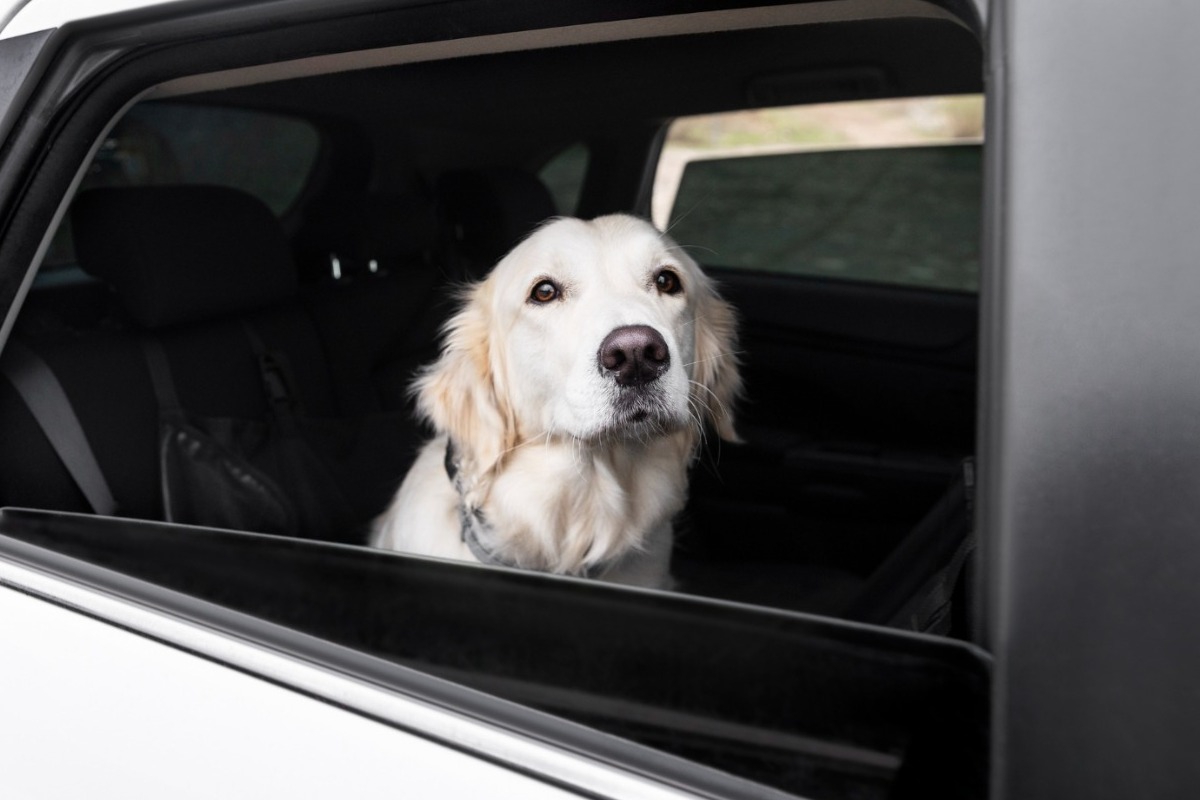 Γιατί οι σκύλοι λατρεύουν να βγάζουν το κεφάλι από το παράθυρο;