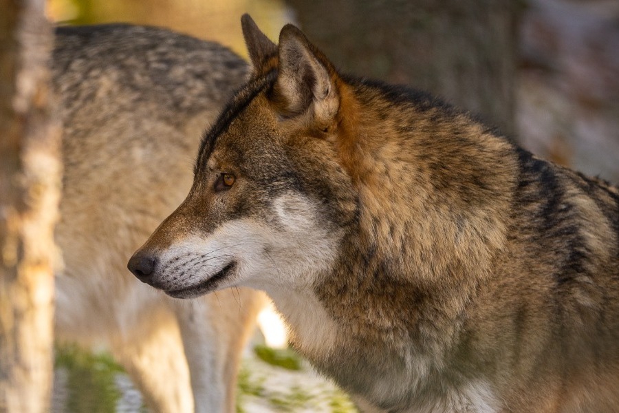 Ημαθία: Λύκοι κόβουν βόλτες έξω από σπίτια, φτάνουν ακόμα και μέσα στην Αλεξάνδρεια