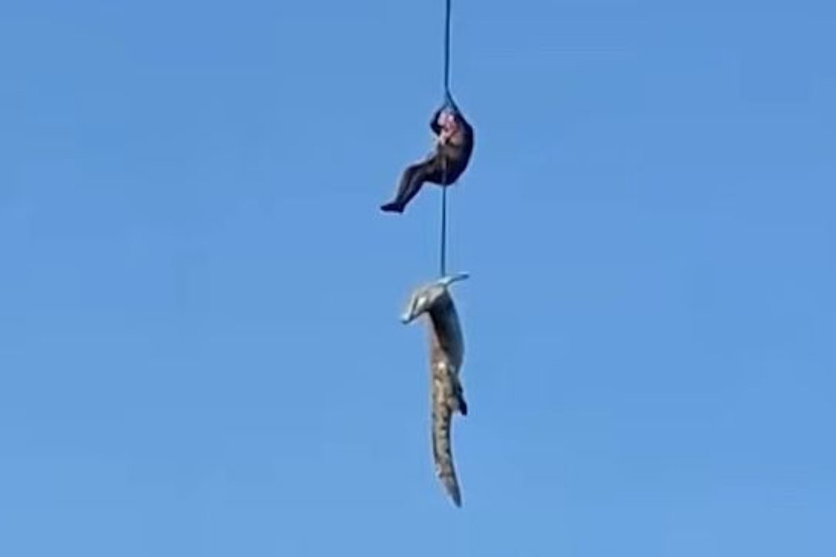 Τα μακάβρια ευρήματα στο στομάχι κροκόδειλου που κατασπάραξε 59χρονο στη Νότια Αφρική
