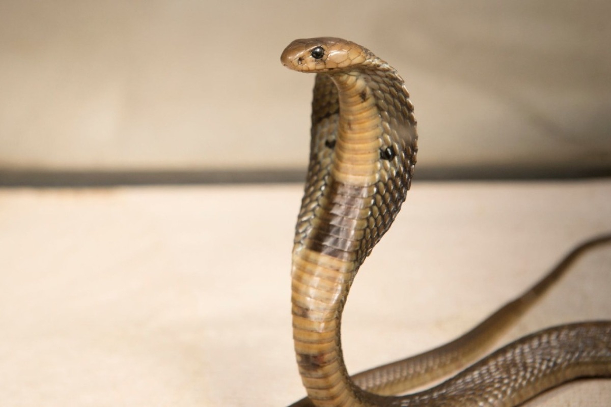 Αίγυπτος: Τουρίστας πέθανε από δάγκωμα φιδιού - Μπήκε μέσα στο παντελόνι του - Ο άνδρας παρουσίασε έντονα συμπτώματα δηλητηρίασης και του έγινε ανάνηψη