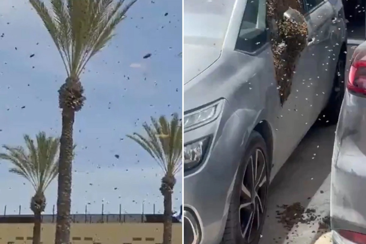 Τεράστιο σμήνος από μέλισσες εισέβαλε σε πόλη στο νότιο Ισραήλ ‑ Δείτε βίντεο