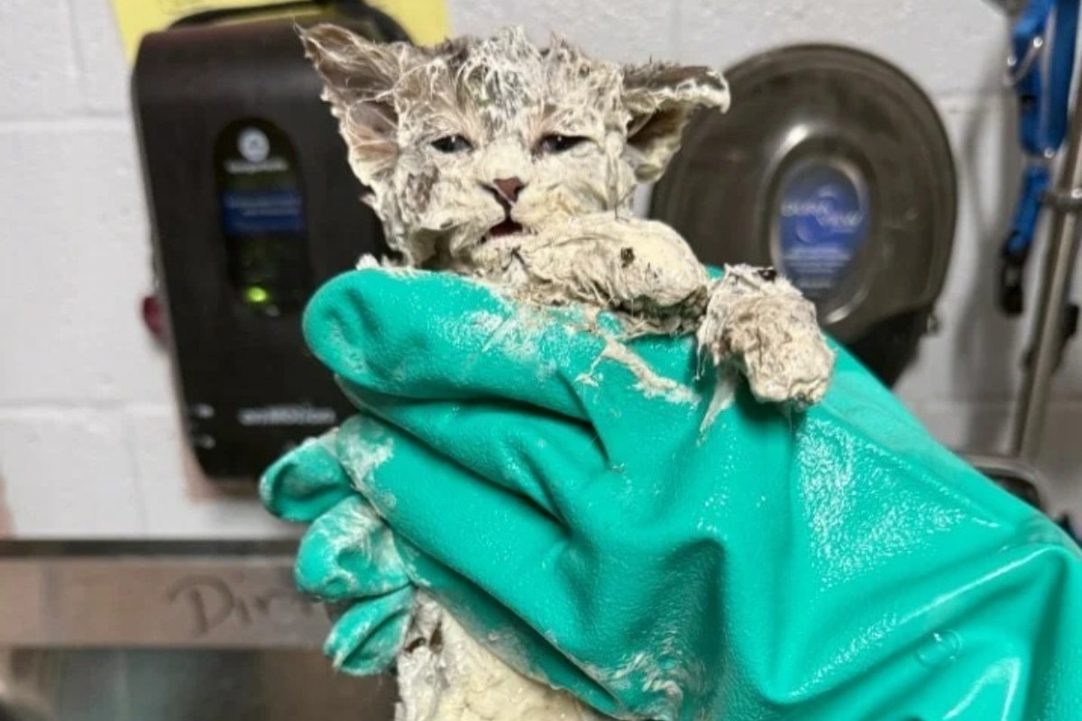 Γατάκι 6 εβδομάδων διασώθηκε από ένα δοχείο κόλλας ‑ «Το μόνο που θέλει είναι αγάπη»