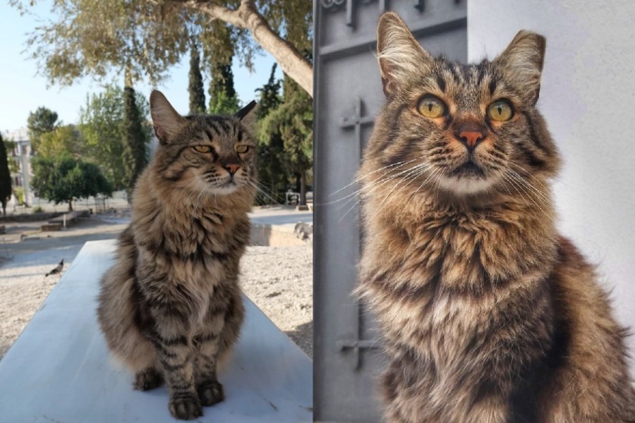 Πέθανε η διάσημη γάτα της Ακρόπολης, Λουκία, σε ηλικία 17 ετών