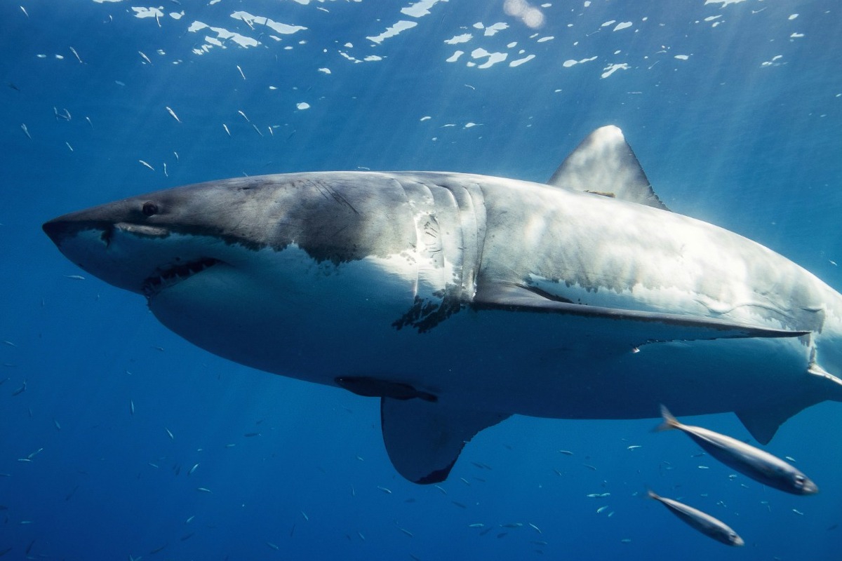 Το πλάσμα που γεννήθηκε το 1627 ζει ακόμα σήμερα: Ο καρχαρίας-μυστήριο που νικά τον χρόνο
