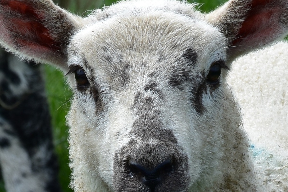 Μπήκαν σε ξένο μαντρί και έσφαξαν 40 αρνιά – Τρεις συλλήψεις